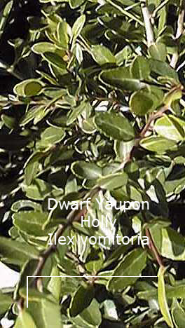 Ilex vomitoria Stokes