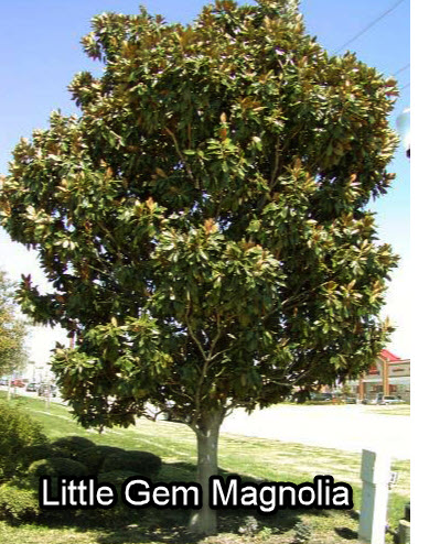 Little gem magnolia tree m lg